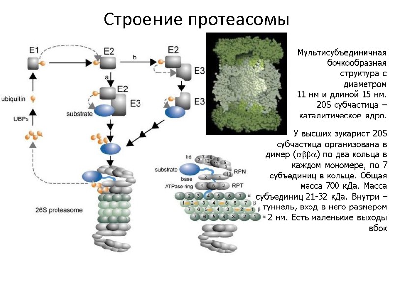 Мультисубъединичная бочкообразная структура с диаметром 11 нм и длиной 15 нм. 20S субчастица –